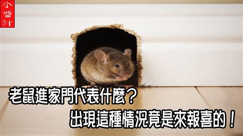 老鼠進家門